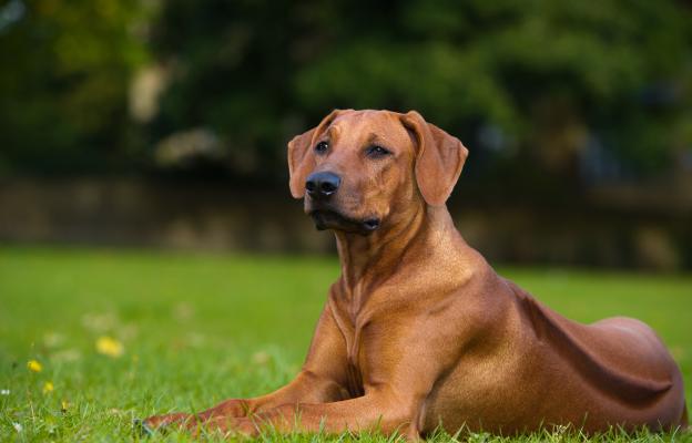 Родезийски риджбек