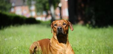 15 факта за Родезийския риджбек, които трябва да знаете