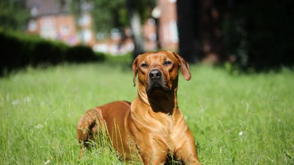 Родезийски риджбек