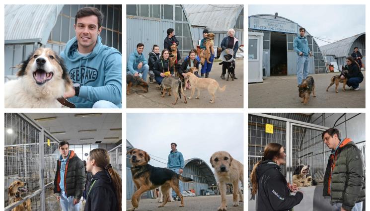 Буков - Филип Буков гушка бездомни кучета във Варна