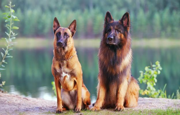 Немска овчарка и Малиноа