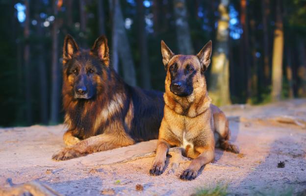 Немска овчарка и Малиноа