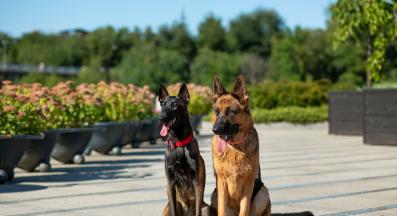 Немска овчарка и Малиноа