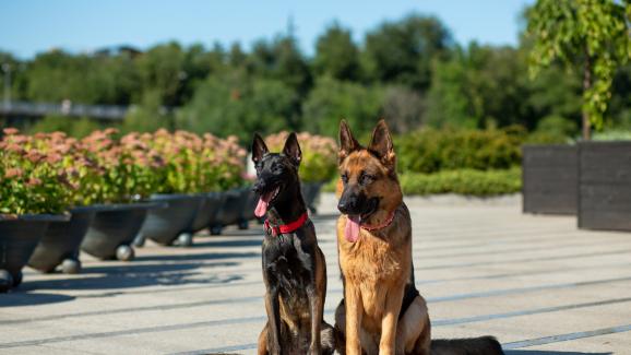Немска овчарка или Белгийска Малиноа – коя е точната порода за вас?