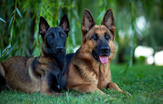 Немска овчарка и Малиноа