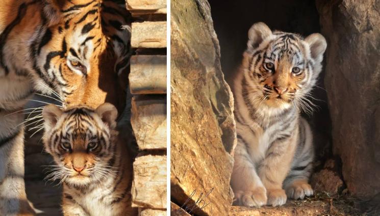 Тигърчето Мина - Тигърчето Мина хапва конско, на два месеца тежи близо 10 кила