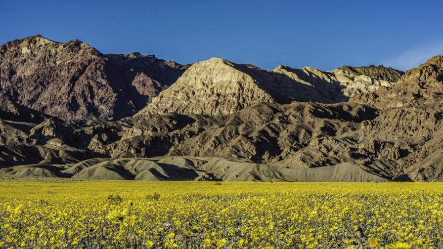Цветен килим в ада: Долината на смъртта се подготвя за магически „суперцъфтеж“