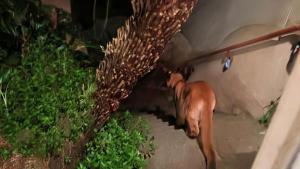 Пума се разходи по улиците на Сан Франциско, преди да бъде заловена от властите