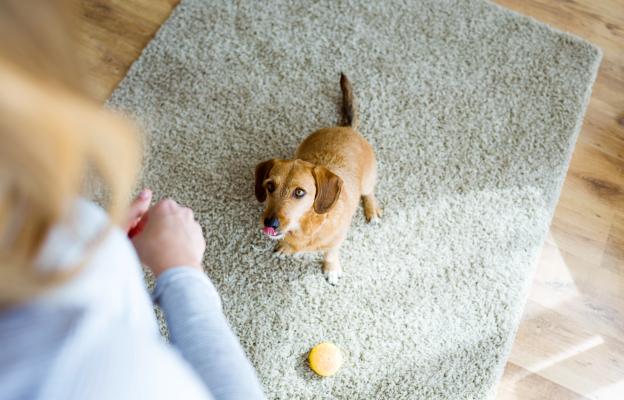 куче внимание
