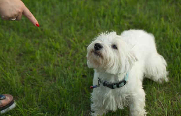 куче внимание