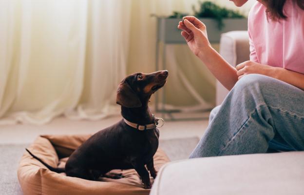 куче внимание