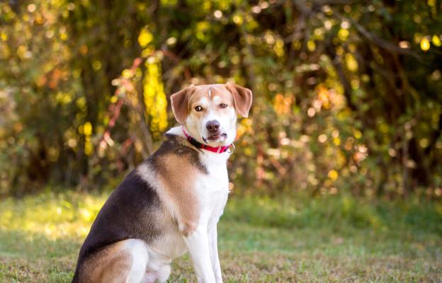 куче внимание