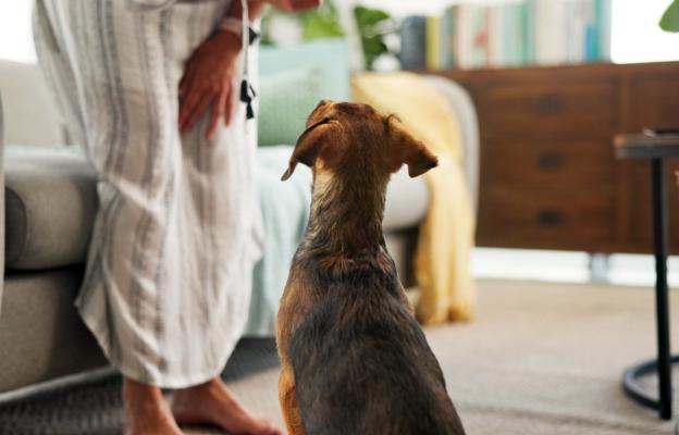 куче внимание