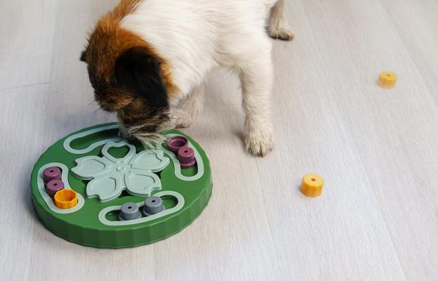 куче внимание