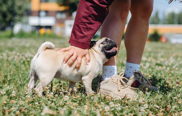 куче внимание