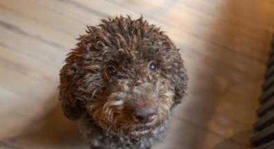 куче внимание