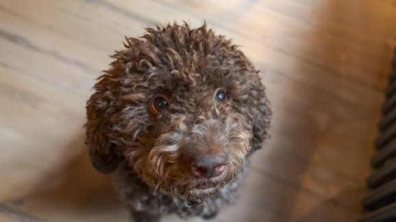 куче внимание