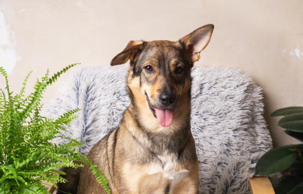 куче внимание