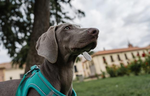 куче внимание