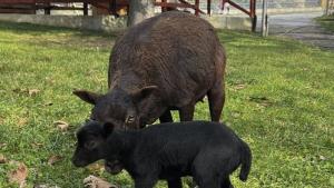 Запознайте се с първото за годината сладко бебе в зоопарка