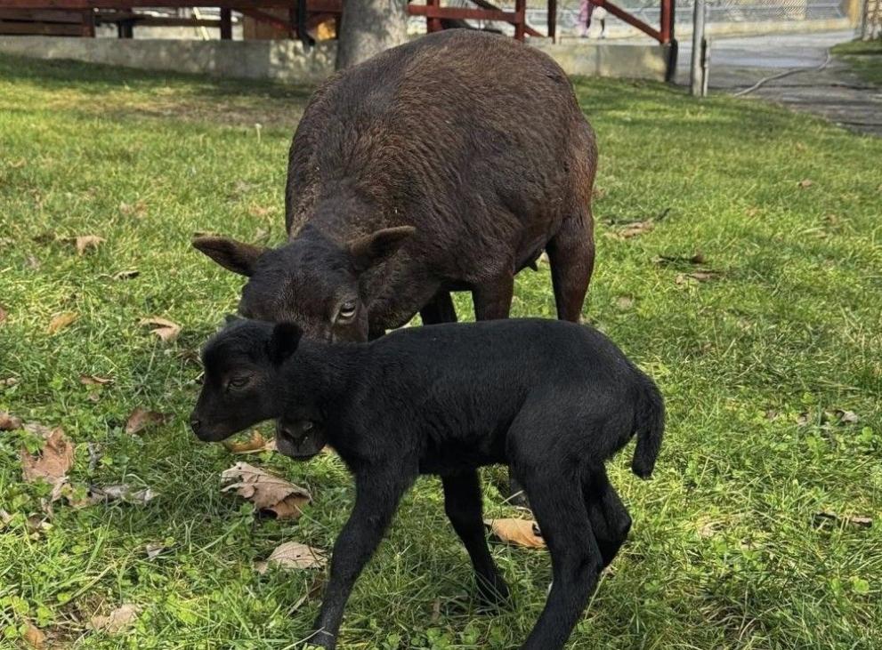 Запознайте се с първото за годината сладко бебе в зоопарка