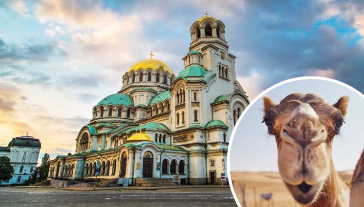 камила - КУРИОЗ: Камила се разходи в центъра на София! (ВИДЕО)