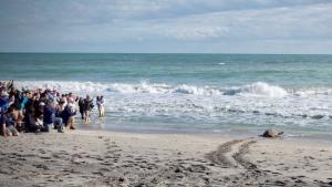 Оцеляла след нападение от акула: Костенурката Пяри отново плува в океана