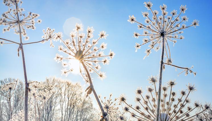 глухарче слънце сняг