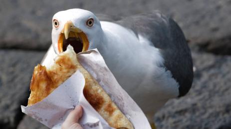 баница гларус