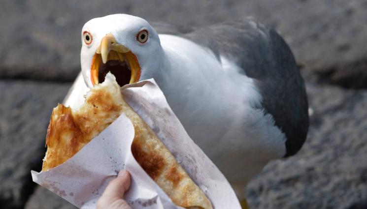 баница гларус - СТРАШНА НАПАСТ: Бургазлии пропищяха от гларус хулиган! (СНИМКА)