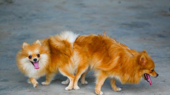 кучета сексуално поведение