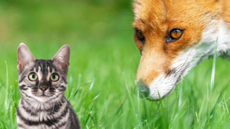 котка лисица