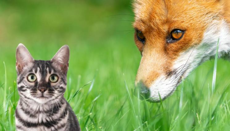 котка лисица - ЗООТРОПОЛИС: Лисица се разходи в двора на столично училище! (СНИМКИ)