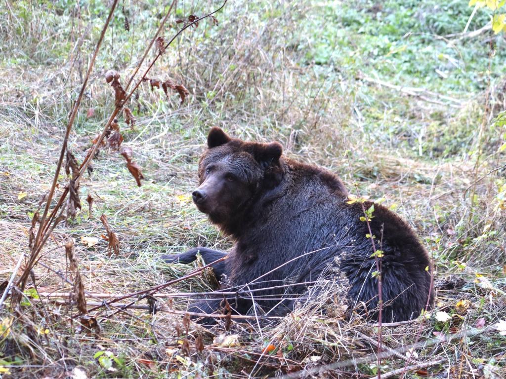 Фрол и Фросия