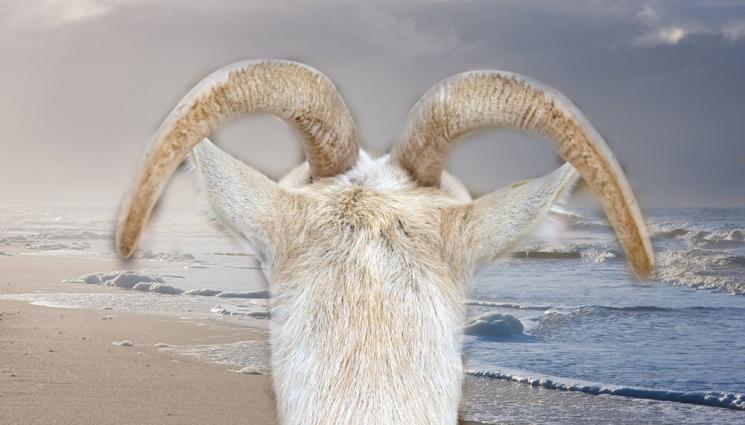 в - НА МОРЕ: Коза кръшна до плажа в Созопол (ВИДЕО)