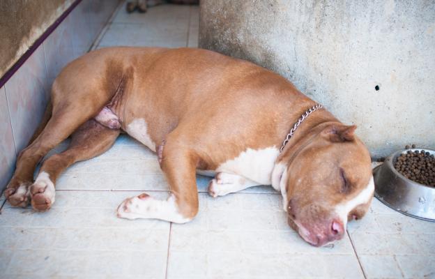 Американски питбул териер