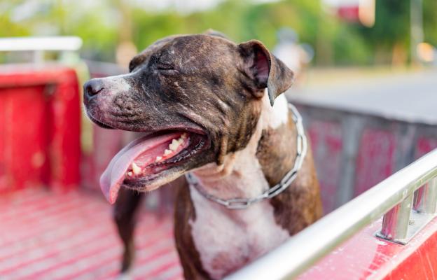 Американски питбул териер