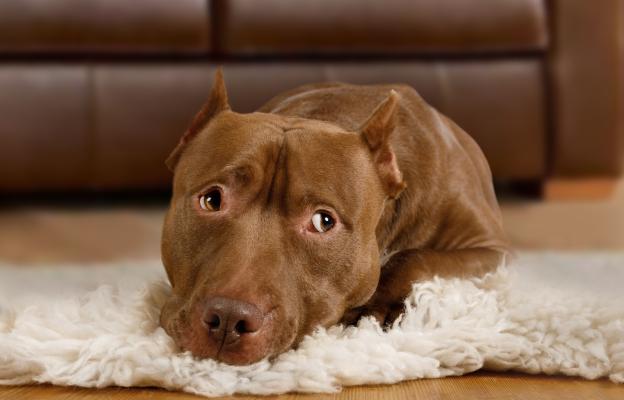 Американски питбул териер