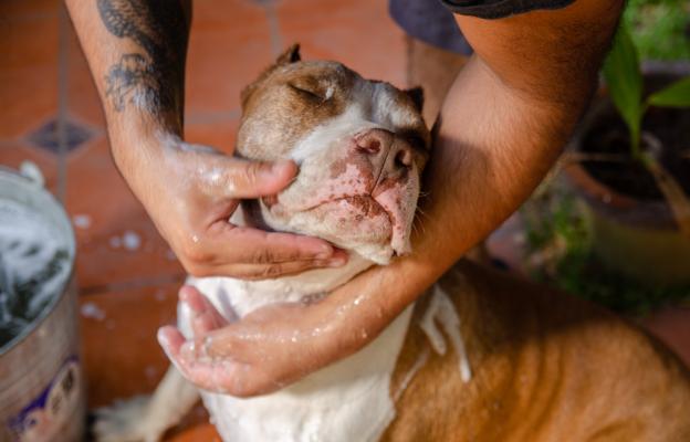 Американски питбул териер