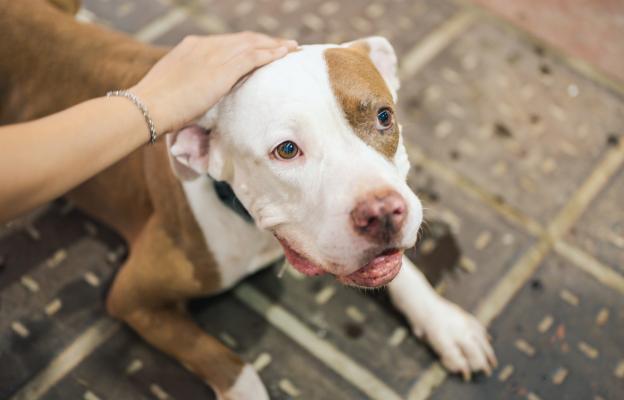 Американски питбул териер