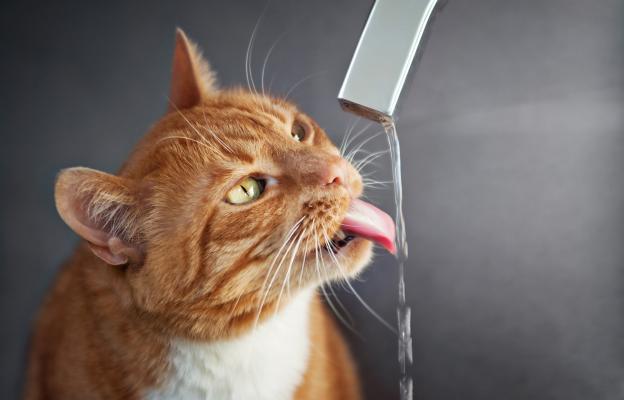 Котка пие вода