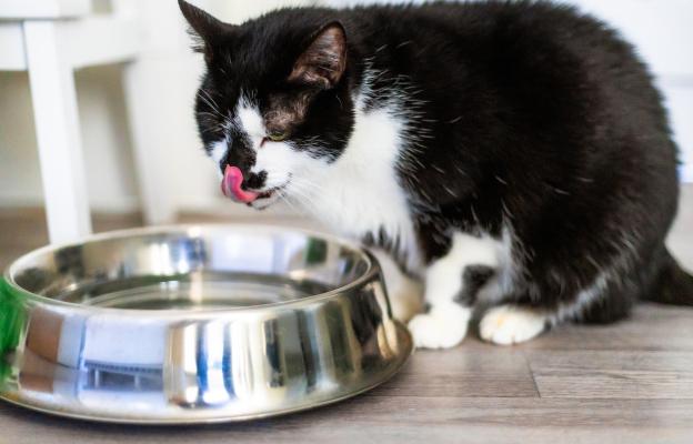 Котка пие вода