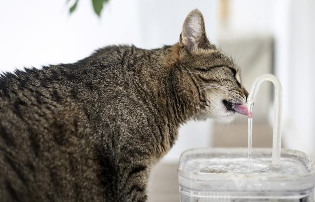 Котка пие вода