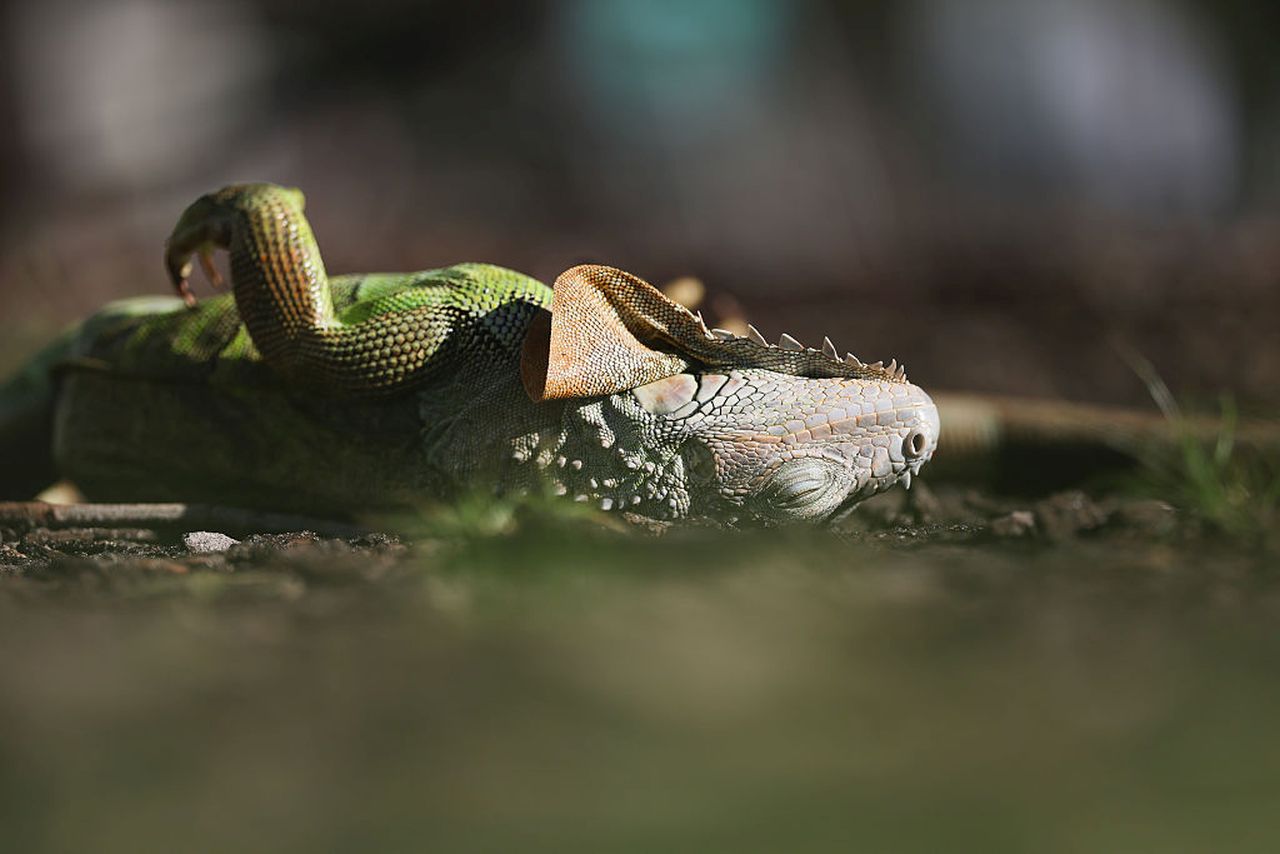<p>Хиляди игуани, замръзнали и парализирани от необичайния студ във Флорида, валят като сняг от небето. Когато температурите рязко падат, студенокръвните създания стават неподвижни, а във Флорида, където се изчислява, че над 1 милион игуани обикновено се излежават по върховете на дърветата, това води до порой от падащи влечуги</p>