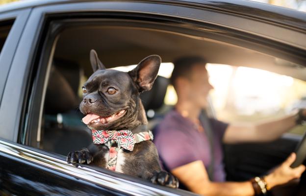 куче щастливо