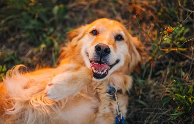 куче щастливо