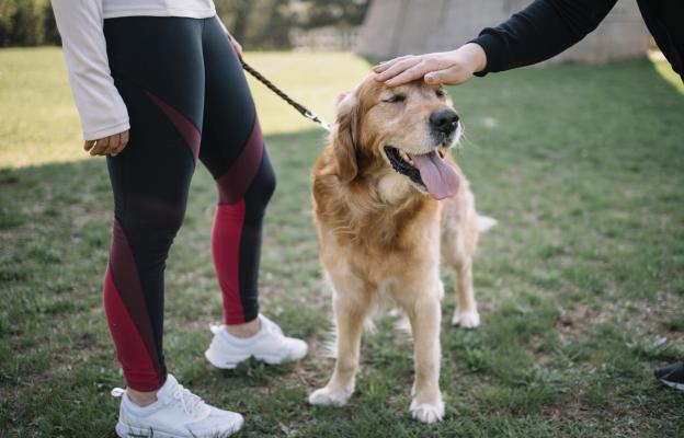 куче щастливо