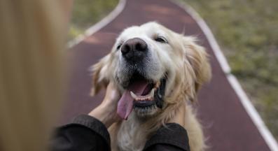 куче щастливо