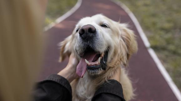 10 дружелюбни породи кучета, които се радват на всеки