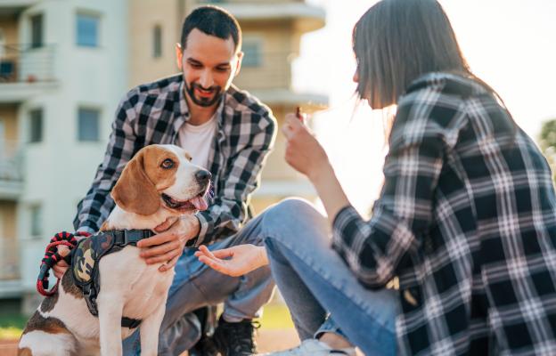 куче щастливо